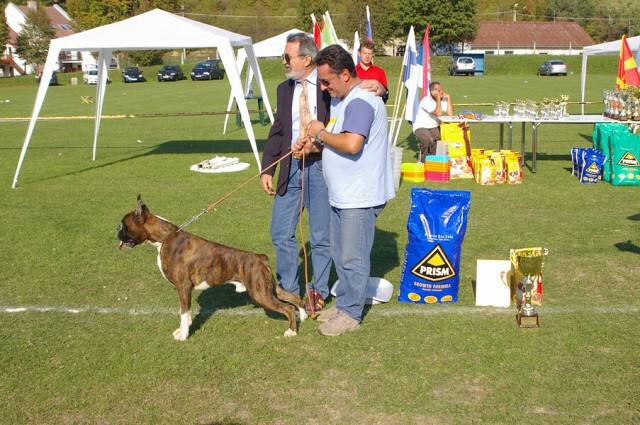 www.boxer-show.eu